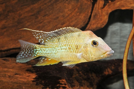 Picture of CICHLID: GEO. STEINDACHNERI REG