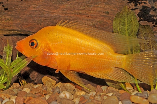 Picture of CICHLID: RED DEVIL 3