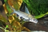 Picture of CAT: COLOMBIAN SHARK