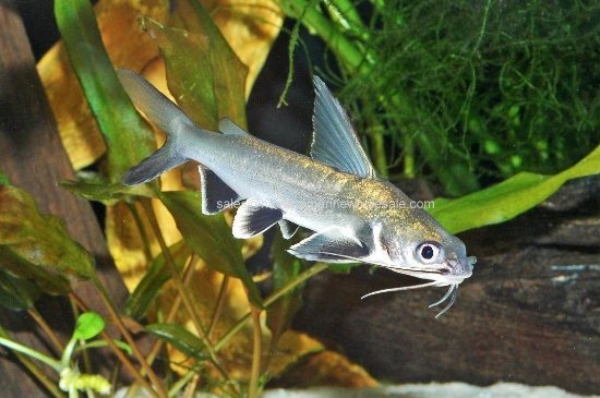 Picture of CAT: COLOMBIAN SHARK