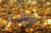 Picture of CAT: MARMORATUS SM