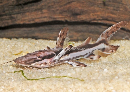 Picture of CAT: SHOVELNOSE TIGER 5"