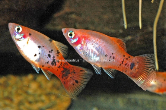 Picture of PLATY: REDTAIL CRYSTAL