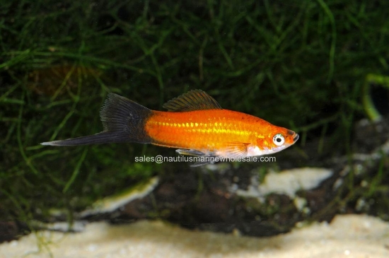 Picture of SWORD: MARIGOLD WAG