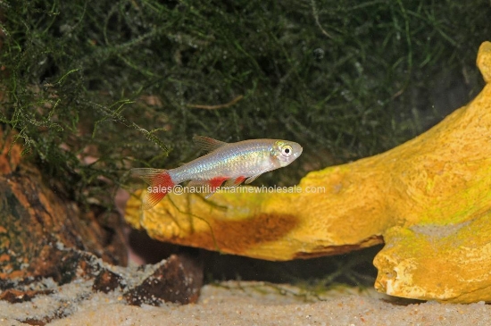 Picture of TETRA: BLOODFIN *ON SPECIAL*
