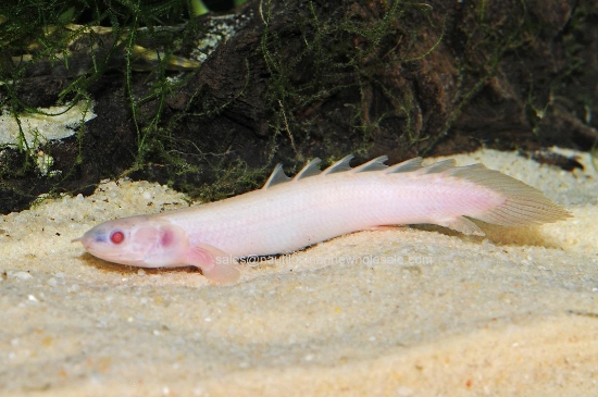 Picture of MISC: BICHIR ALBINO *ON SPECIAL*