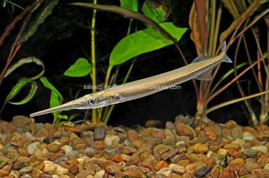 Picture of MISC: GAR ASIAN NEEDLE 