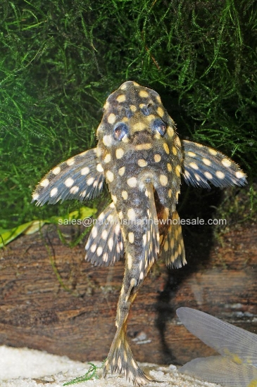 Picture of PLECO: COLOMBIAN SNOW BALL