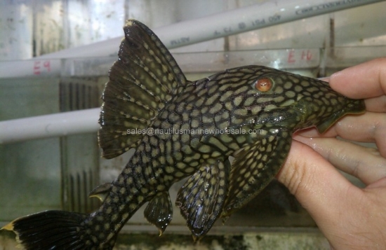 Picture of PLECO: SPOTTED ROYAL XLG (NO CREDIT)