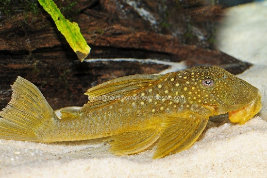 Picture of PLECO: YELLOW L-200 XLG (GREEN PHANTOM) *ON SPECIAL*