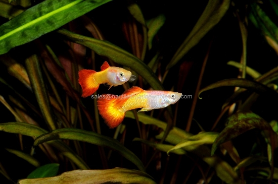 Picture of GUPPY: TEQUILA SUNRISE MALE