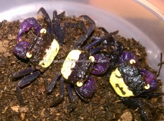 Picture of CRAB: VAMPIRE YELLOW