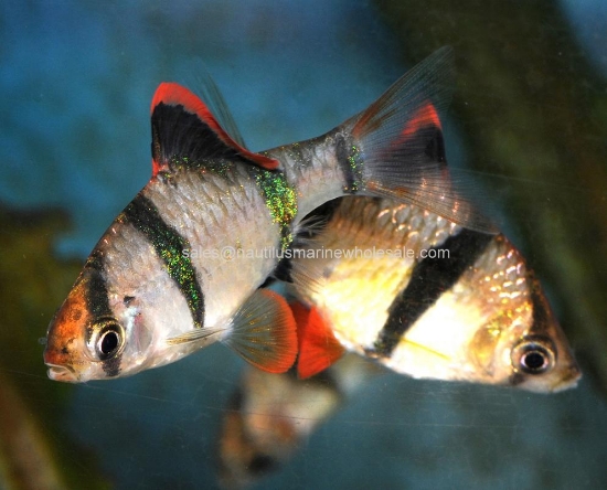 Picture of BARB: TIGER REG (IMPORT)