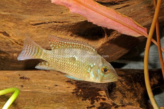 Picture of CICHLID: GEO. BRASILIENSIS 4" (PEARLY EARTHEATER)