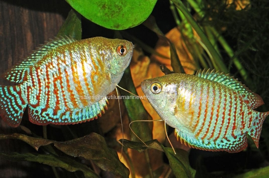 Picture of GOURAMI: DWARF ALL MALE *ON SPECIAL*