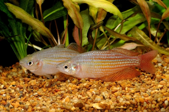 Picture of RAINBOW: DEEPWATER CREEEK MD *ON SPECIAL*