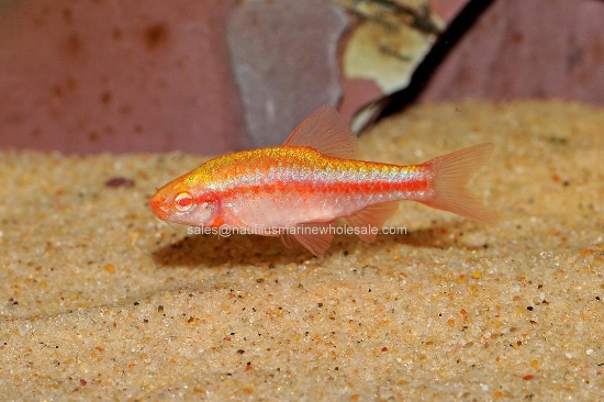 Picture of BARB: CHERRY ALBINO