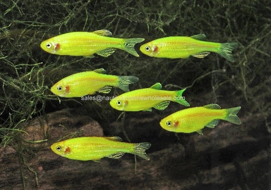 Picture of GLOFISH® : DANIO ELECTRIC GREEN® 