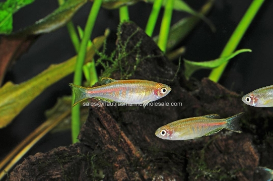 Picture of DANIO: CHOPRAI (GLOLITE) 