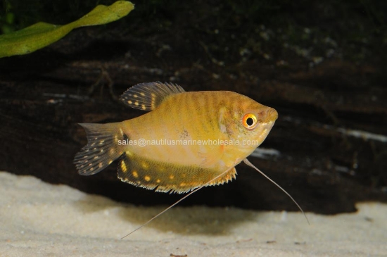 Picture of GOURAMI: GOLD