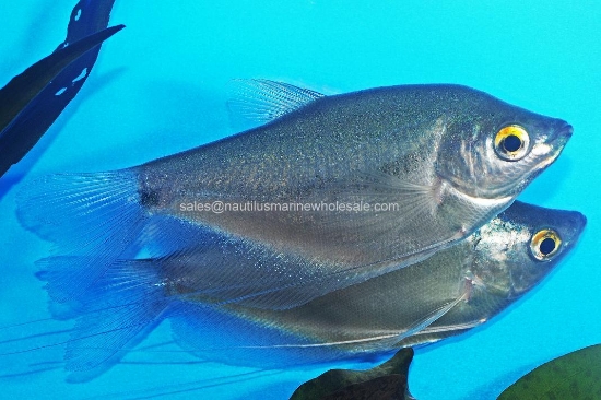 Picture of GOURAMI: MOONLIGHT