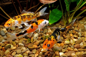 Picture for category KOI