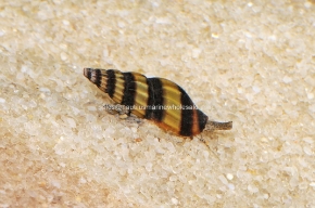 Picture for category SNAILS