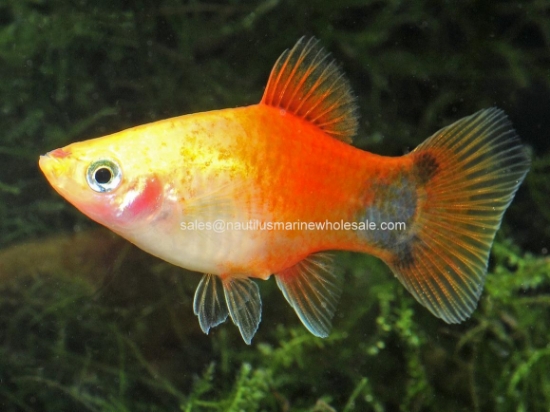 Picture of PLATY: M/M GOLD
