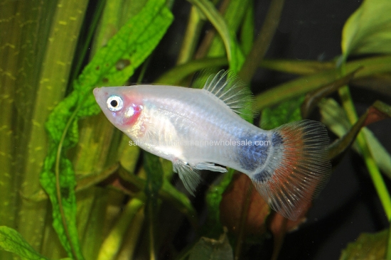 Picture of PLATY: M/M WHITE
