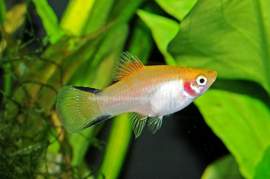 Picture of PLATY: GOLD TWIN BAR