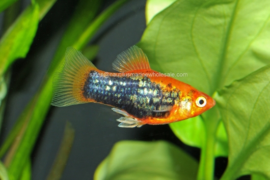 Picture of PLATY: PAINTED