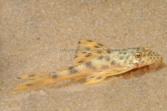 Picture of PLECO: YELLOW SOPT L-75