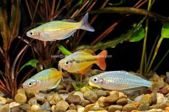 Picture of RAINBOW: ASST MALE REG