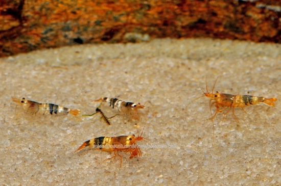 Picture of SHRIMP: BLACK & WHITE BEE