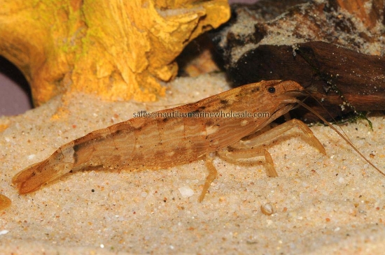 Picture of SHRIMP: BAMBOO