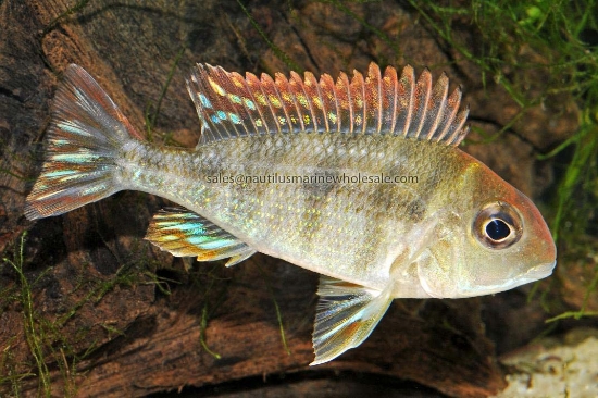 Picture of CICHLID: GEO. RED HEAD TAPAJOS REG