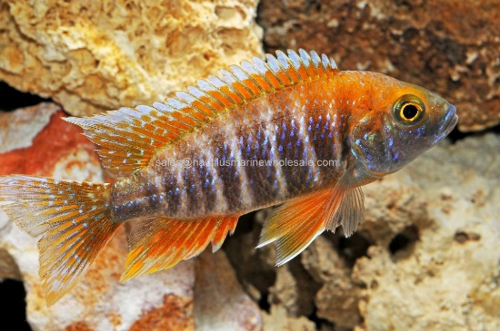 Picture of AFRICAN: PEACOCK EUREKA RED SM 