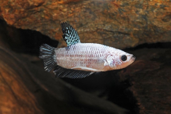 Picture of BETTA: KOI MALE