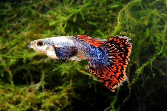 Picture of GUPPY: DUMBO EAR RED DRAGON MALE