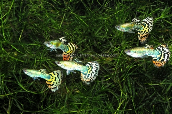 Picture of GUPPY: DUMBO EAR GREEN MALE