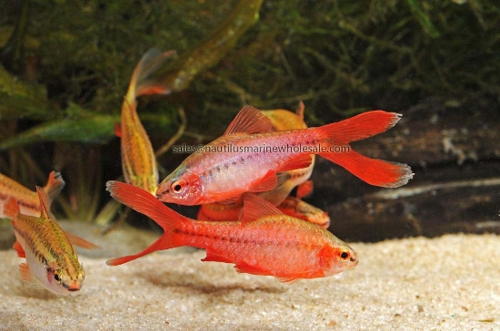 Picture of BARB: CHERRY VEILTAIL