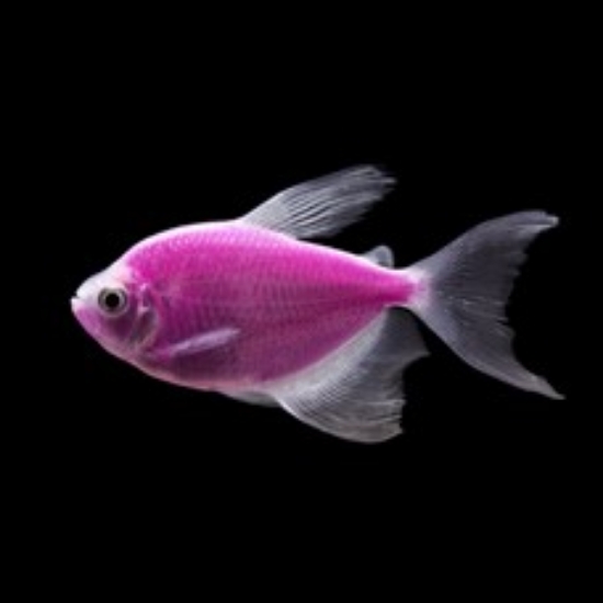 Picture of GLOFISH® TETRA GALACTIC PURPLE® LONGFIN