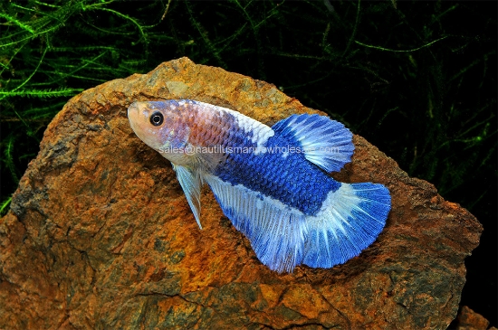 Picture of BETTA: FANCY PLAKAT MALE 