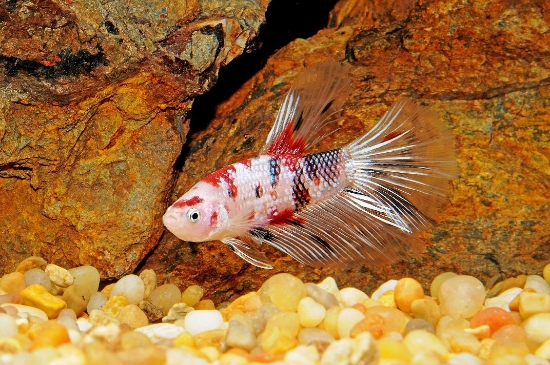 Picture of BETTA: KOI HALFMOON MULTICOLOR MALE