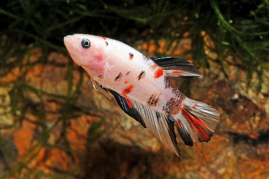 Picture of BETTA: KOI PLAKAT FEMALE