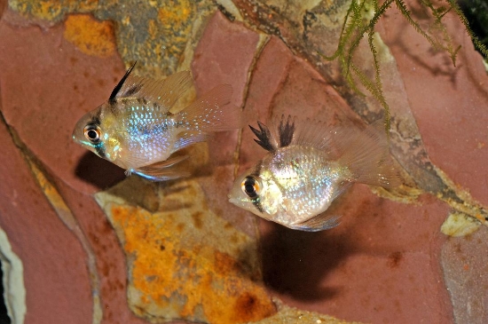 Picture of CICHLID: RAM ASST BALLON