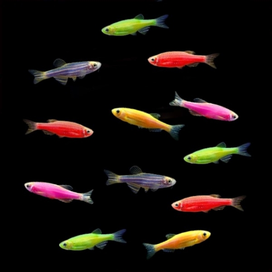 Picture of GLOFISH® : DANIO ASSORTED