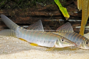 Nautilus Wholesale. Freshwater Fish