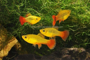 Nautilus Wholesale. Freshwater Fish