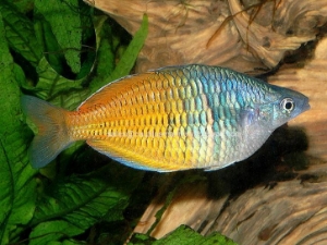 Nautilus Wholesale. Freshwater Fish